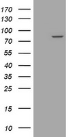 Solo (SESTD1) antibody