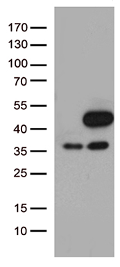 ERK1 (MAPK3) antibody