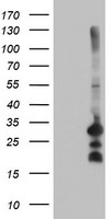 C5orf19 (REEP2) antibody