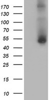 GOLPH2 (GOLM1) antibody