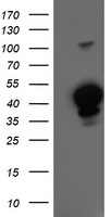 Heme oxygenase 2 (HMOX2) antibody