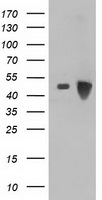 ARFGAP1 antibody