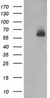 DEF8 antibody