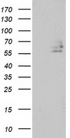 DEF8 antibody