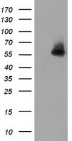 Syntrophin alpha 1 (SNTA1) antibody