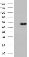 Ribonuclease Inhibitor (RNH1) antibody