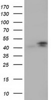 CBWD1 antibody