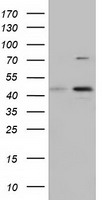 CBWD1 antibody