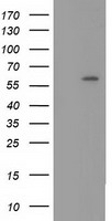 Cytochrome P450 1A2 (CYP1A2) antibody