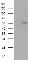 Cytochrome P450 1A2 (CYP1A2) antibody