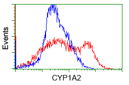 Cytochrome P450 1A2 (CYP1A2) antibody