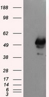 SHC (SHC1) antibody