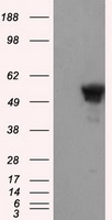 SHC (SHC1) antibody