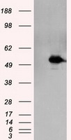 KIAA1609 (TLDC1) antibody