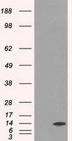 ID3 antibody