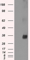 NEK6 antibody