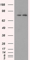 SCY1 like 3 (SCYL3) antibody