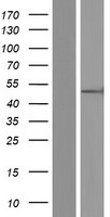 ORC4L (ORC4) Human Over-expression Lysate