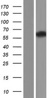 Hyaluronidase PH20 (SPAM1) Human Over-expression Lysate