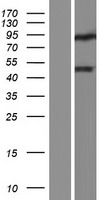 DUX4L4 Human Over-expression Lysate