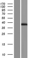 FAM172A Human Over-expression Lysate