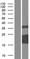 BMERB1 Human Over-expression Lysate