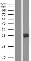 RNASE9 Human Over-expression Lysate