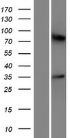 OR5M10 Human Over-expression Lysate