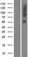 OR5AU1 Human Over-expression Lysate