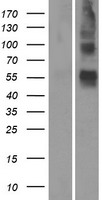 OR4S1 Human Over-expression Lysate