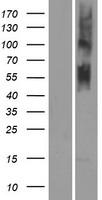 OR4N5 Human Over-expression Lysate