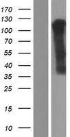 OR6K3 Human Over-expression Lysate