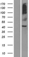 OR8S1 Human Over-expression Lysate