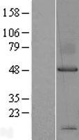Syndecan 1 (SDC1) Human Over-expression Lysate