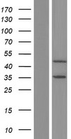 RFP2 (TRIM13) Human Over-expression Lysate