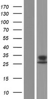 DUSP13 Human Over-expression Lysate