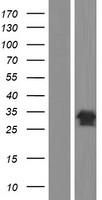 DUSP13 Human Over-expression Lysate