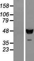 C18orf25 Human Over-expression Lysate