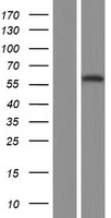 CP2c (TFCP2) Human Over-expression Lysate