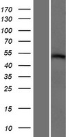 Repulsive Guidance Molecule A (RGMA) Human Over-expression Lysate