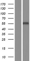 Pregnancy Specific Glycoprotein 1 (PSG1) Human Over-expression Lysate