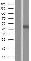 PAI1 (SERPINE1) Human Over-expression Lysate