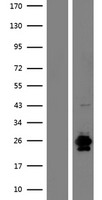 RNASE9 Human Over-expression Lysate