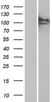 MAN2B1 Human Over-expression Lysate