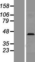 CD62L (SELL) Human Over-expression Lysate