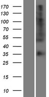 OR56B4 Human Over-expression Lysate