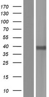 OR5M9 Human Over-expression Lysate