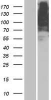 OR5AR1 Human Over-expression Lysate