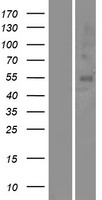 OR5A1 Human Over-expression Lysate