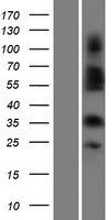 OR4C3 Human Over-expression Lysate